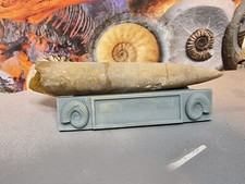 Belemnite Stand Large 3d Printed