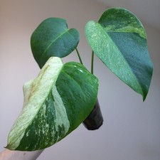 VERY RARE! TRUE Monstera MINT