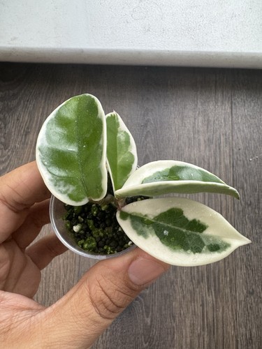 Hoya carnosa krimson queen - krimson, –