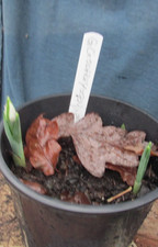 Galanthus    Godfrey Owen   X