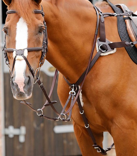 Premier equine invorio - 5, point