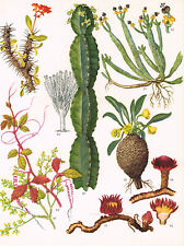 Euphorbia Milii Naboom Thonningia Sanguinea Flower Plant Print WFOTW#58