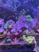 Merlin's Staff Acropora SPS