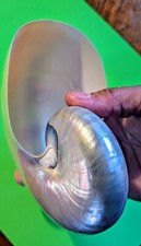 Great collectible pearlised - great,