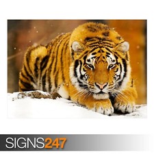 SIBERIAN SNOW TIGER poster -