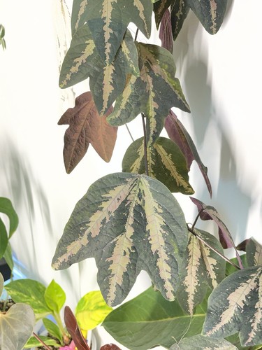 Passion flower passiflora - passion,