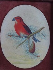 BEAUTIFUL ANTIQUE FINE WATERCOLOUR OF A BIRD ON A BRANCH . INITIALED N.H .
