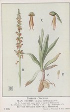 British Museum Postcard -