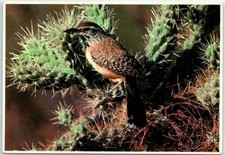 Postcard - Cactus Wren -