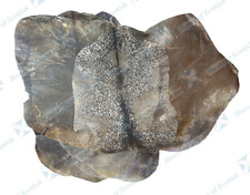 FULL ANIMAL BABY GOAT SKINS NATURAL FINISH FOR DJEMBES, ALL TYPE OF DRUMS