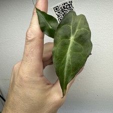 Alocasia Venom - Very rare