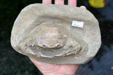 AMAZING FOSSIL CRAB FROM JAVA