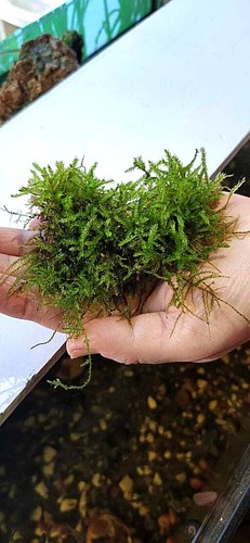 Java moss carpeting live - java,
