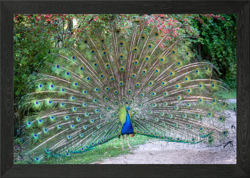 Peacock fan framed - peacock, art