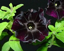 PETUNIA SEEDS MAGIC VELVET