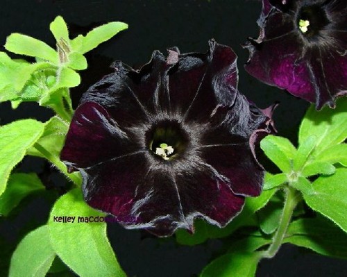 Petunia seeds magic velvet - seeds,