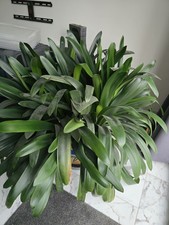 Clivia Miniata Orange Mature