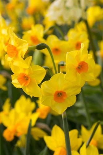 Mini daffodil marinette - mini,
