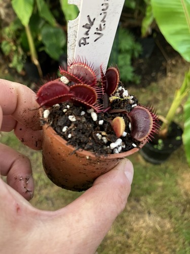 Venus fly trap dionaea - venus,