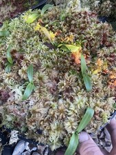 Live Red And Green Grow Your