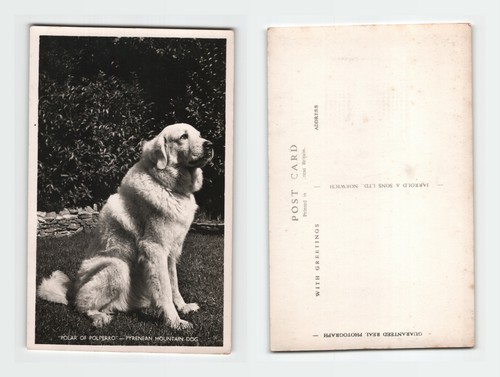 Vintage postcard pyrenean - vintage,