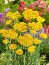 Achillea ‘Gold’ – Yarrow