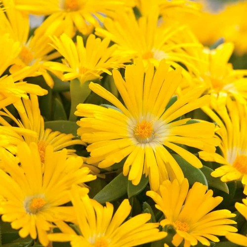 Delosperma congestum yellow - delosperma,