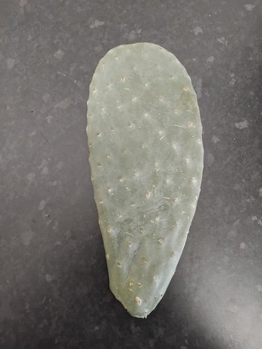 Fresh opuntia pad prickly - fresh,