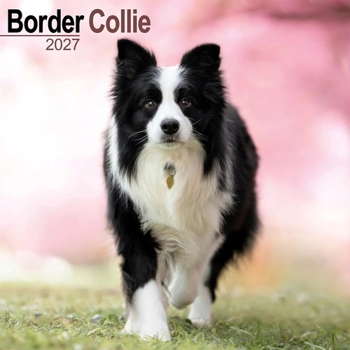 Border collie calendar - collie, 2027
