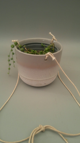 Senecio rowleyanus string of - senecio,