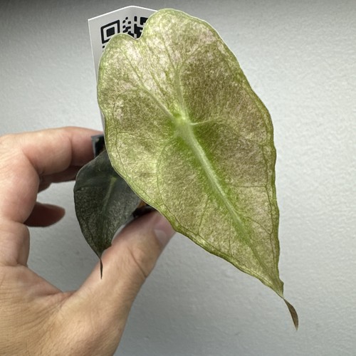 Alocasia venom mint variegated - alocasia,