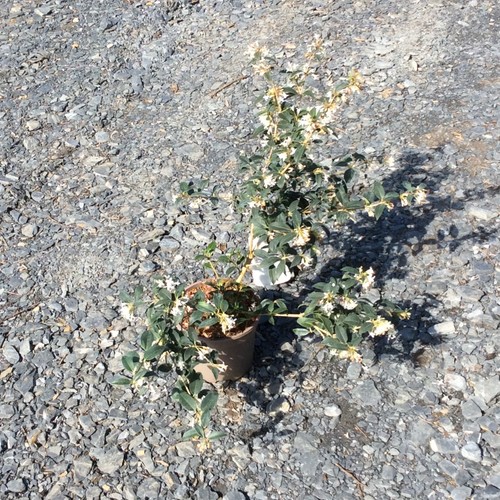 Osmanthus burkwoodii fragrant - osmanthus,