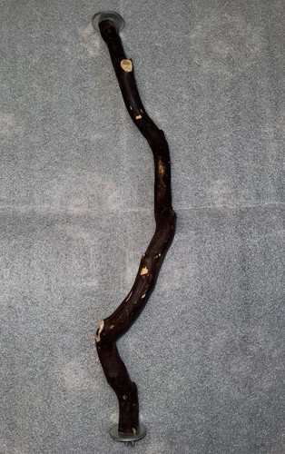 Manzanita parrot perch - parrot,