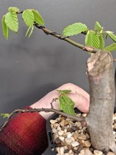 Part trained hornbeam bonsai - trained,