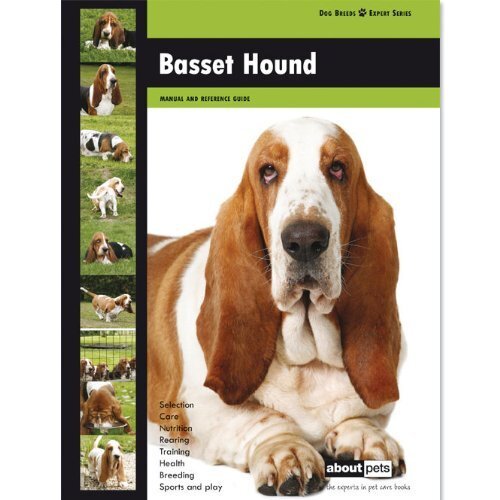 Basset hound dog - (dog, breed