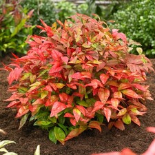 Nandina Blush Pink Hardy