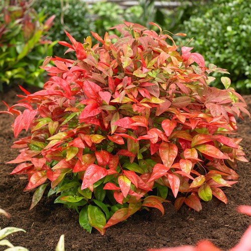 Nandina blush pink hardy - pink,