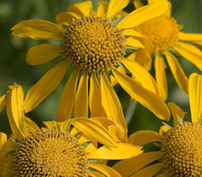 Helenium hoopesii 1 x9cm pot