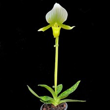 Prins Paphiopedilum 'Slipper