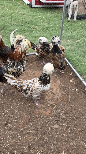 Polish chicken hatching - chicken,