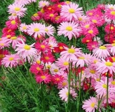 50 x Chrysanthemum  - ROBINSON'S GIANT - Mixed Perennial Seeds