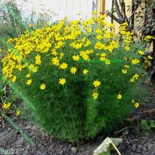 POTTED 1 LITRE COREOPSIS MOONBEAM (VERTICILLATA) YELLOW SUMMER FLOWER PERENNIAL