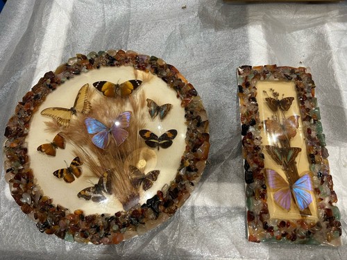 Set retro real butterfly - of,