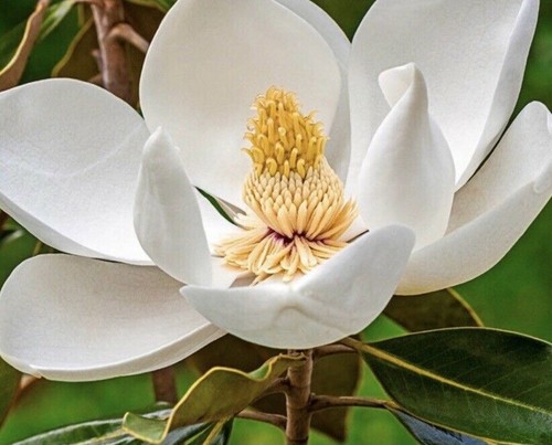 White magnolia seeds yulan - magnolia,
