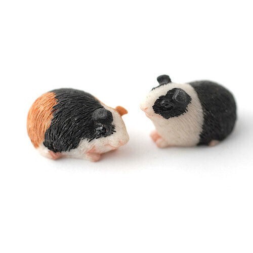 Pair guinea pigs - of,