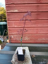 Acer palmatum dissectum Garnet