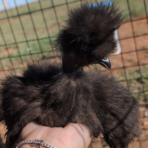 Silkie chicken hatching - chicken,