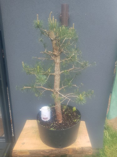 Scots pine bonsai tree - pine,