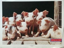 662582 Pigs Group Portrait