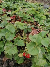 30 Bare Root Hardy Perennial